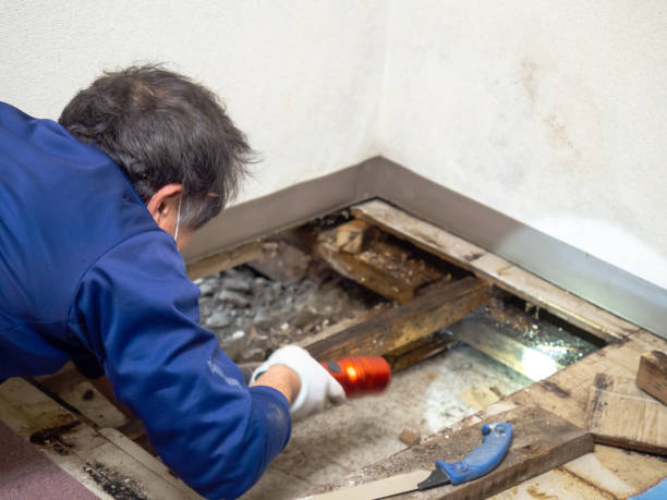 Mold Testing and Removal in Garden City, ID