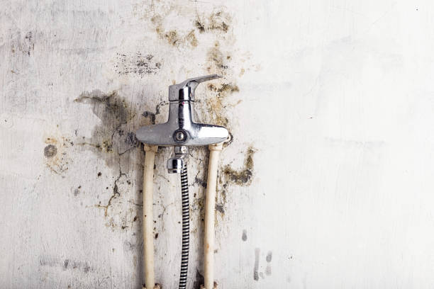 Best Mold Removal Company Near Me  in Garden City, ID