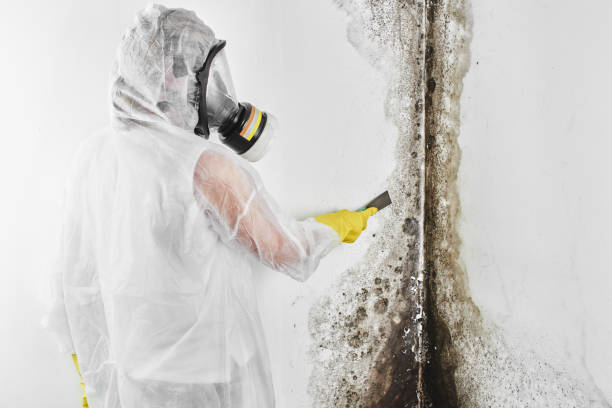 Best Attic Mold Removal  in Garden City, ID