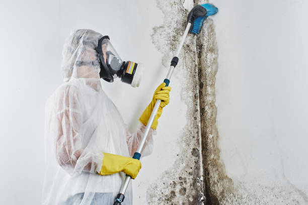 Best Mold Testing and Removal  in Garden City, ID