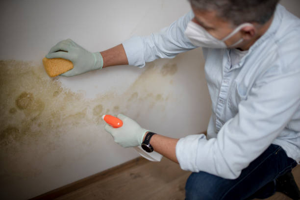 Mold Removal Process in Garden City, ID