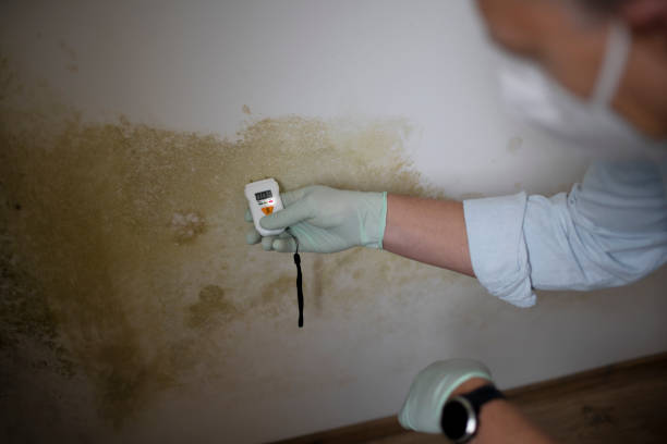 Best Mold Cleaning Services  in Garden City, ID