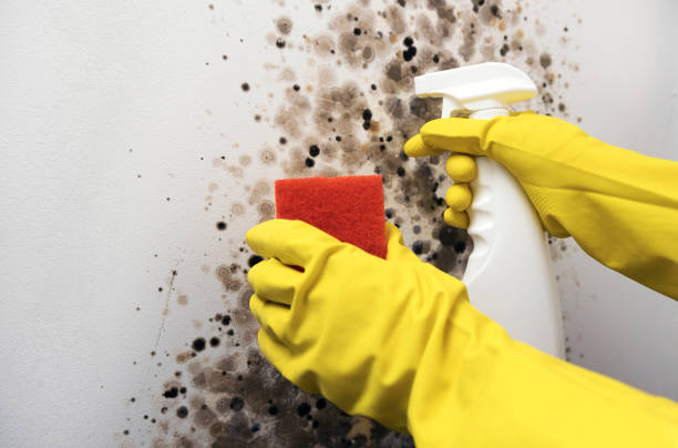 Best Affordable Mold Removal  in Garden City, ID