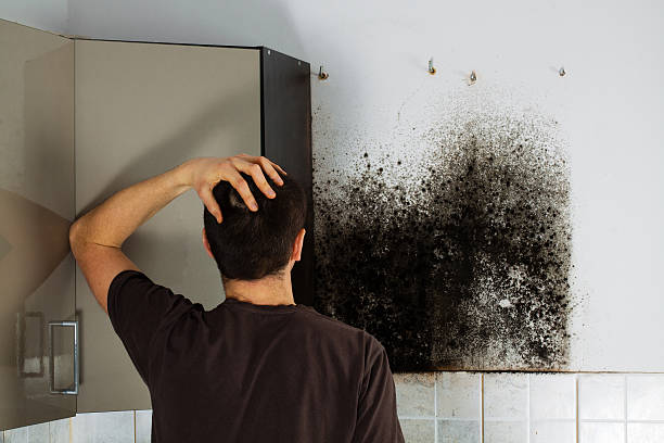 Best Fast Mold Removal  in Garden City, ID