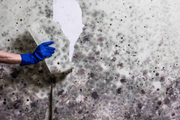 Best Local Mold Removal Service  in Garden City, ID