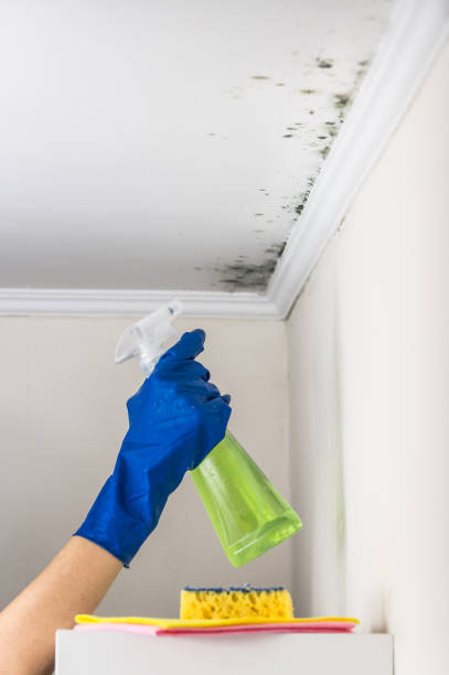 Best Residential Mold Removal  in Garden City, ID