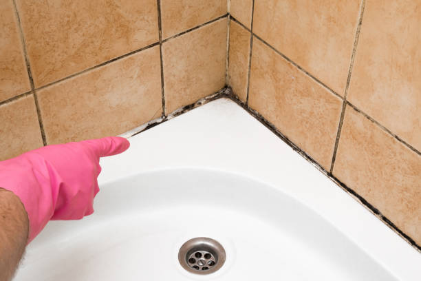 Professional Mold Removal in Garden City, ID